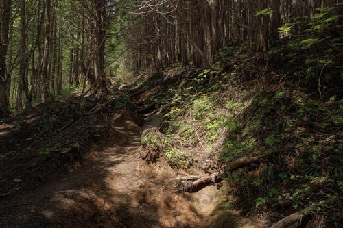 木漏れ日差す馬車道の登山道の写真