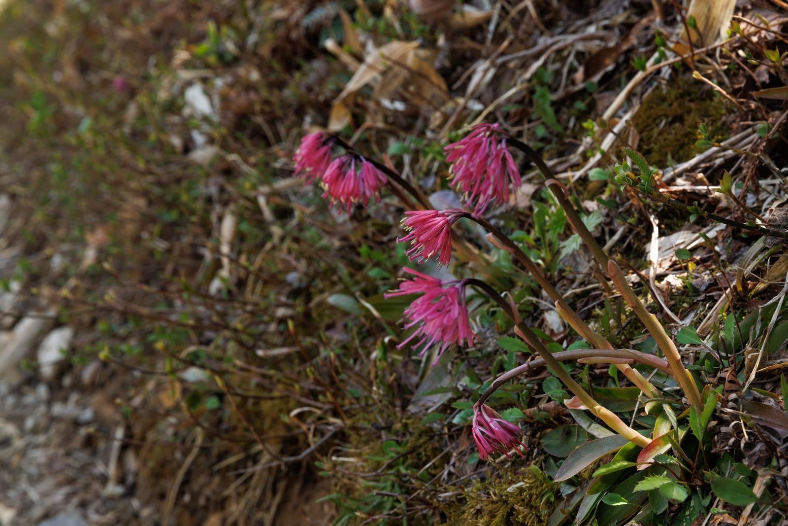「登山道脇の彩り、安達太良山のショウジョウバカマ」の写真