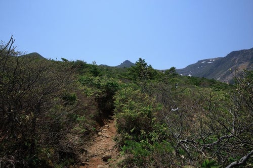 勢至平で見る新緑の登山道の写真