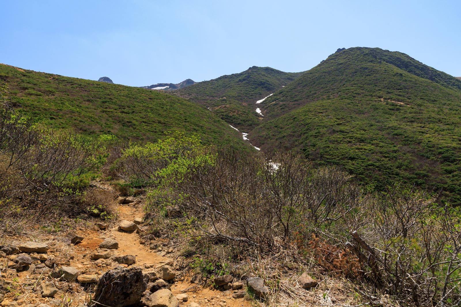 「勢至平の登山道を彩る新緑の美しさ」の写真