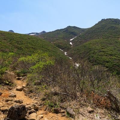 勢至平の登山道を彩る新緑の美しさの写真