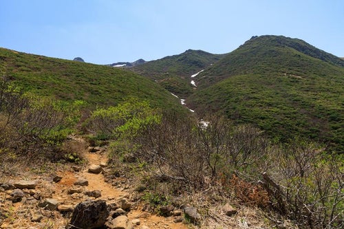 勢至平の登山道を彩る新緑の美しさの写真