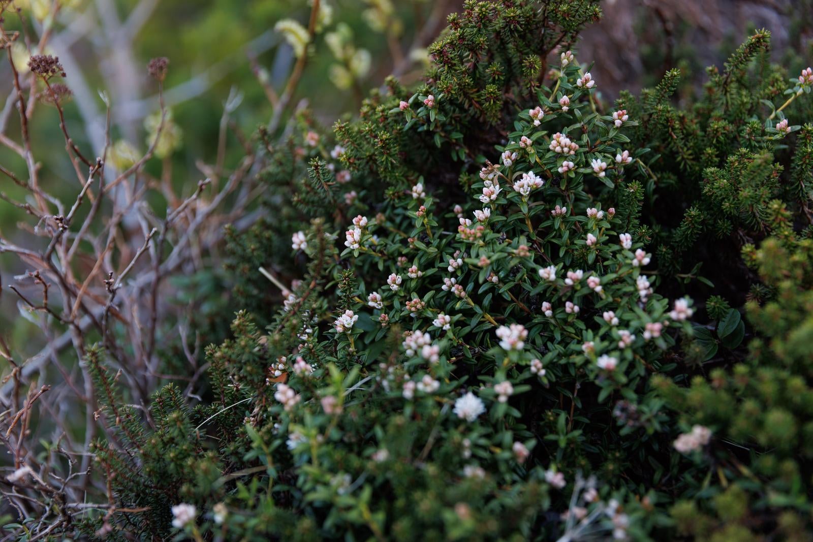 「ミネズオウの花が咲く安達太良山」の写真