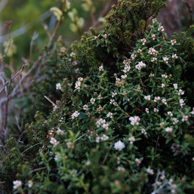 ミネズオウの花が咲く安達太良山の写真
