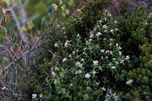 ミネズオウの花が咲く安達太良山の写真