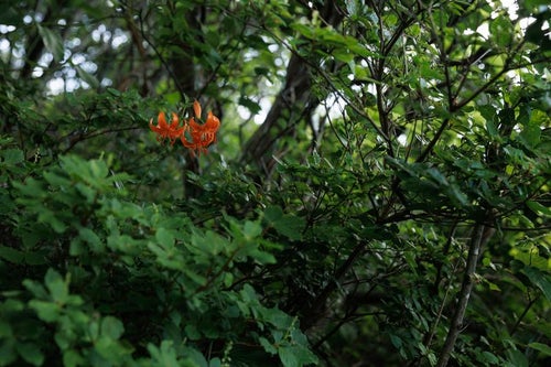 コオニユリの花が咲く磐梯山
