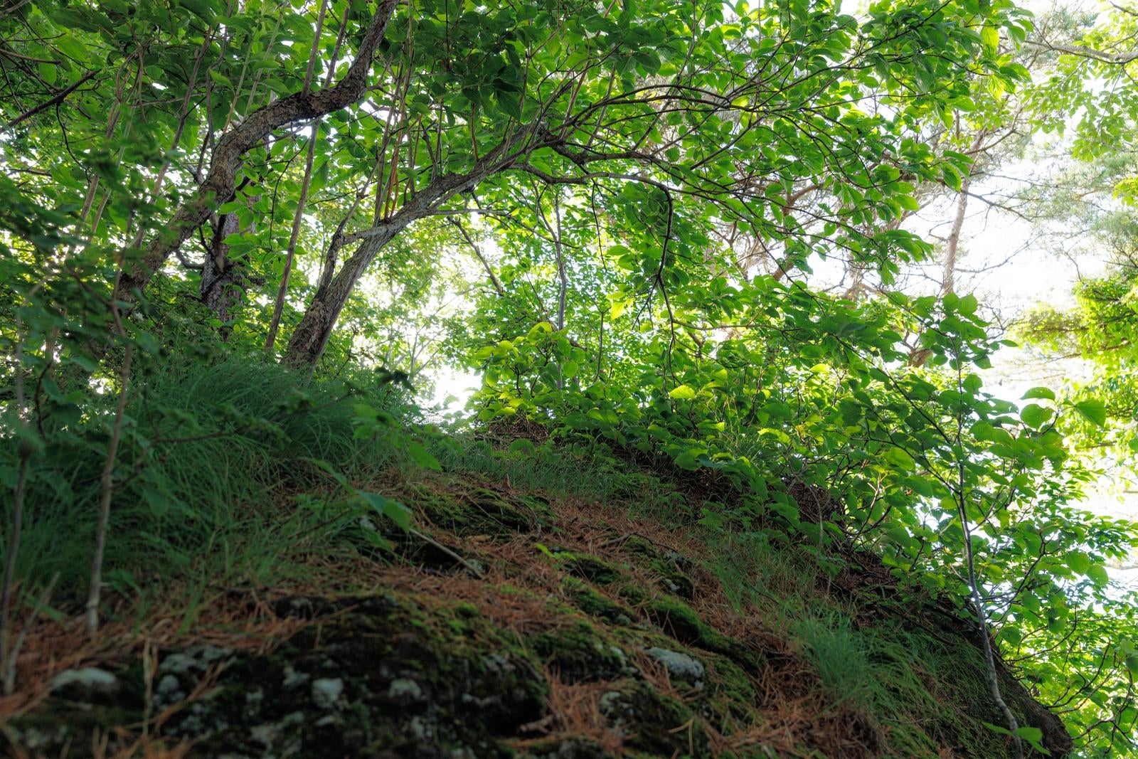 「猪苗代登山口の日に照らされた木々」の写真