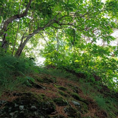猪苗代登山口の日に照らされた木々の写真