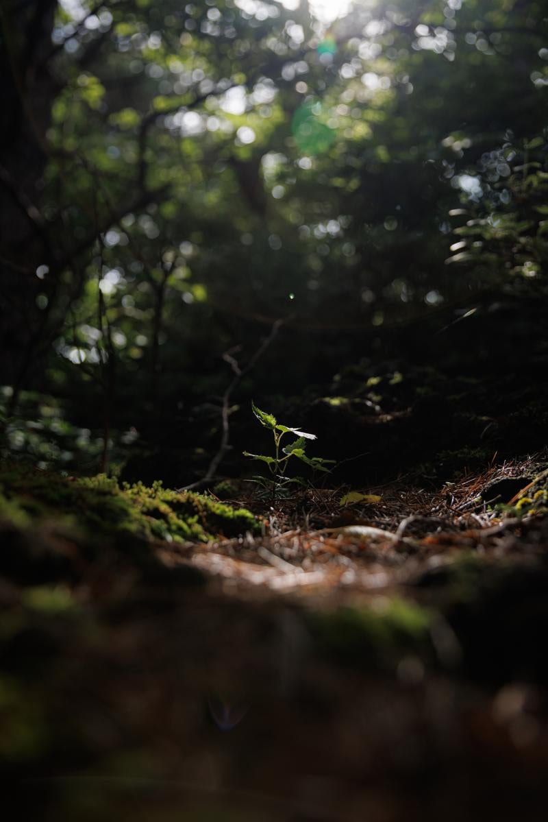 「猪苗代登山口の木漏れ日差す木々の芽」の写真