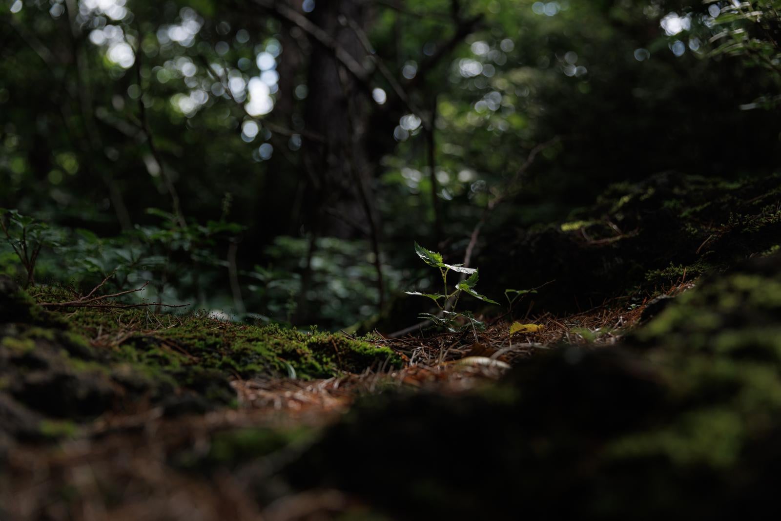 「磐梯山に生まれる新しい木々の,息吹」の写真