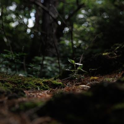 磐梯山に生まれる新しい木々の,息吹の写真