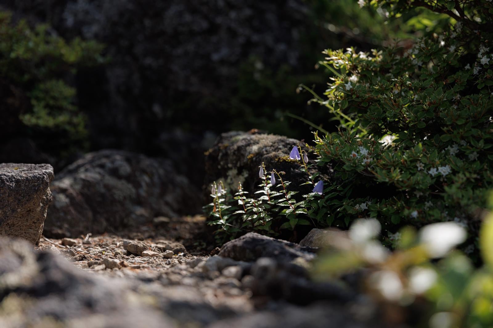 「ミヤマシャジンと磐梯山の自然」の写真