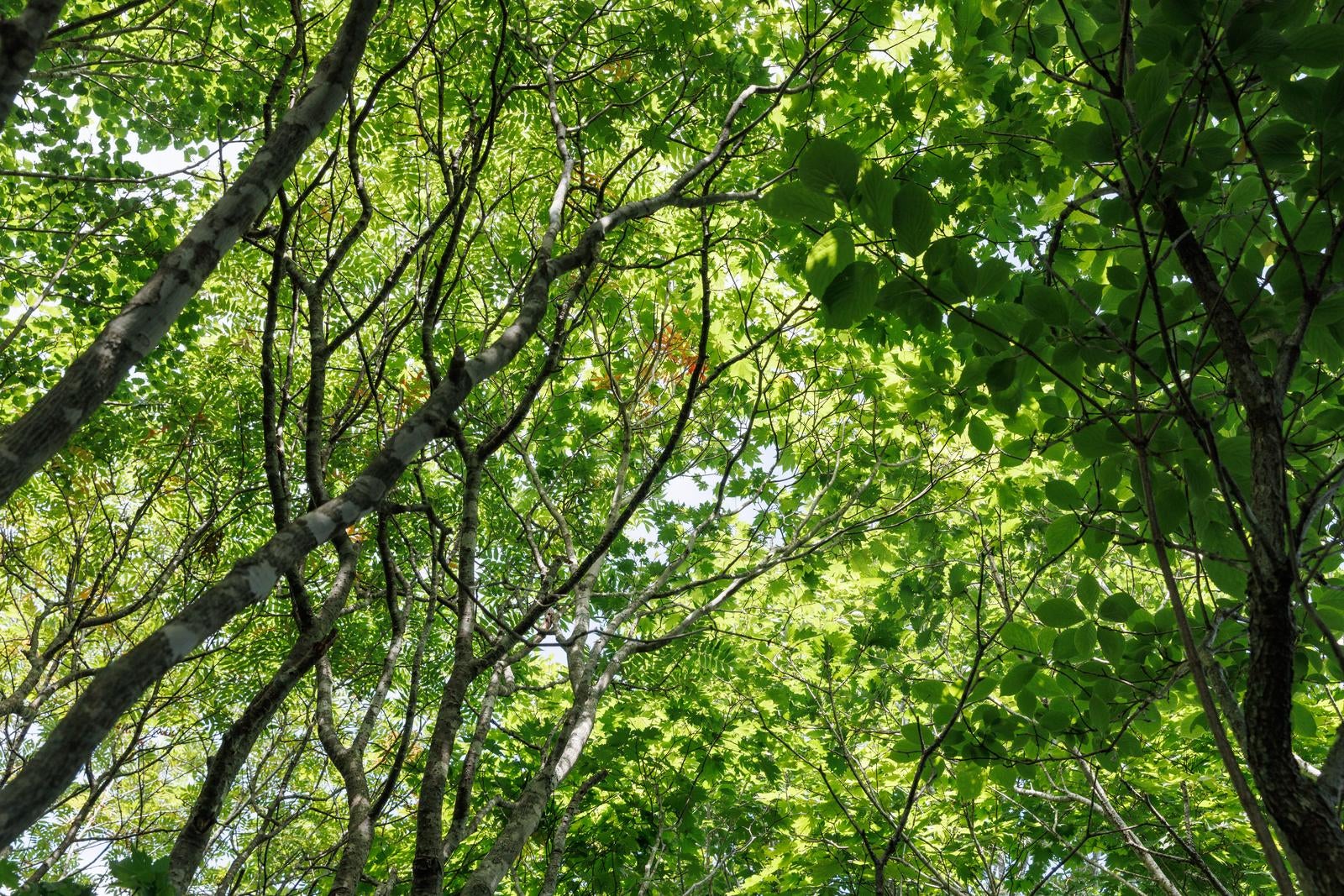 「空を覆う木々の葉」の写真