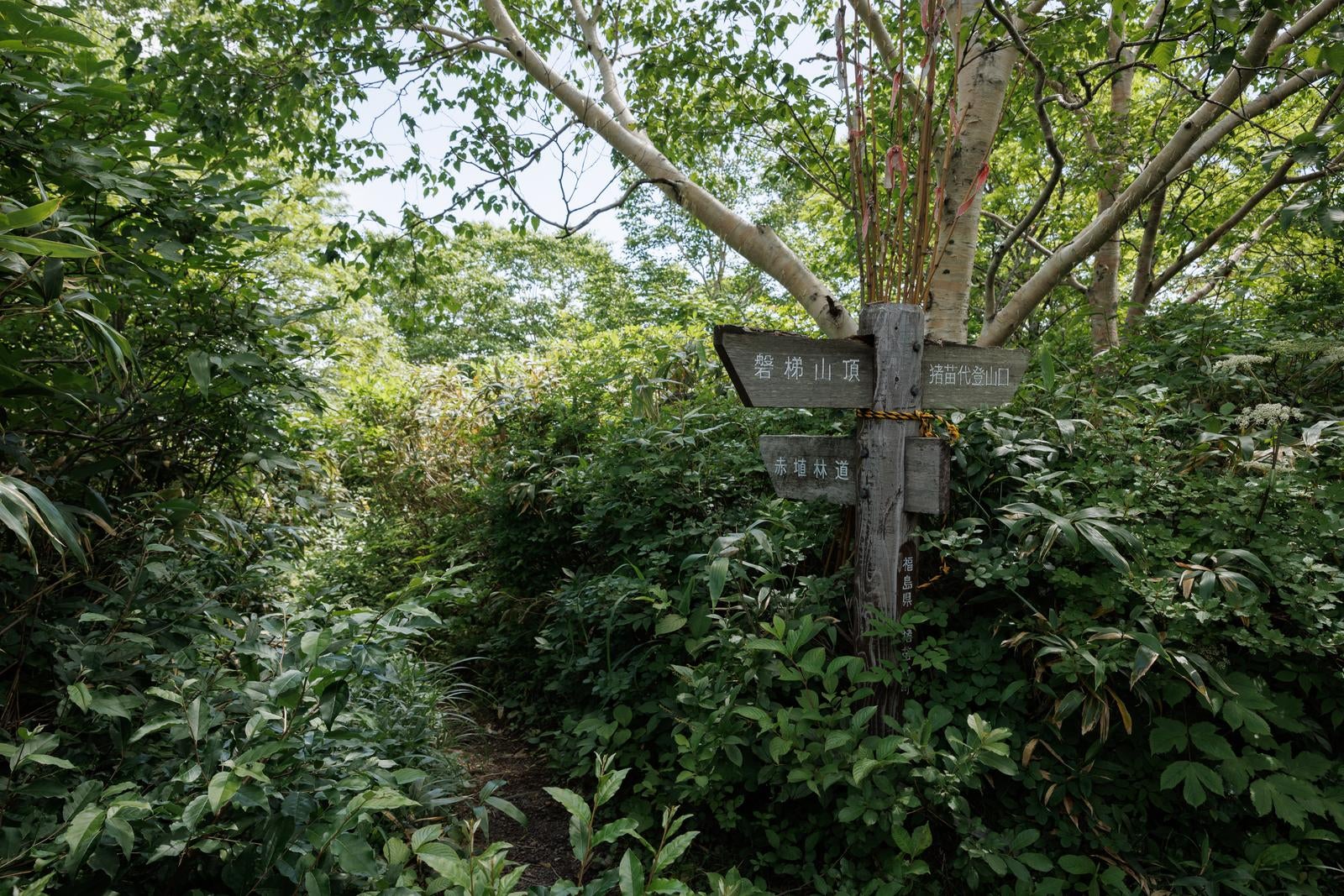 「茂みに囲まれた登山道と指導標」の写真