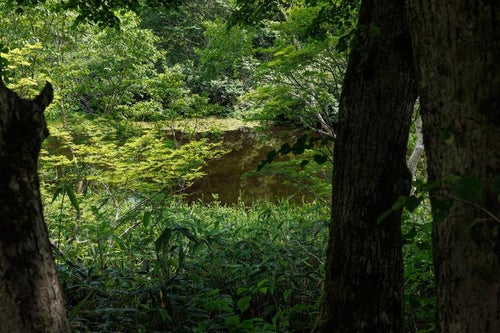 磐梯山猪苗代登山口、木々の間から見える水面の美しさの写真