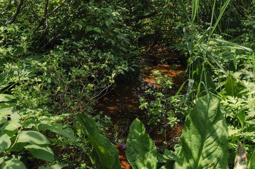 猪苗代の湿地の植物と共に生きる磐梯山の写真