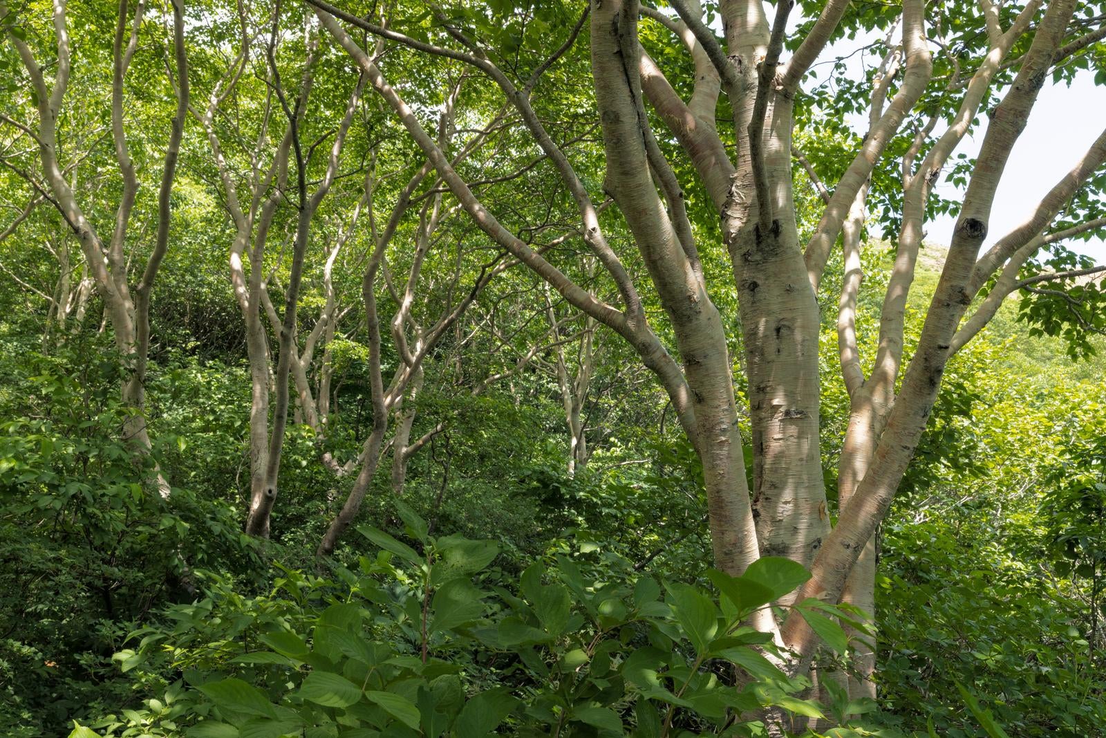 「磐梯山猪苗代登山口、伸びゆく木々の枝と自然の生命力」の写真