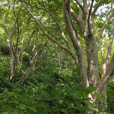 磐梯山猪苗代登山口、伸びゆく木々の枝と自然の生命力の写真