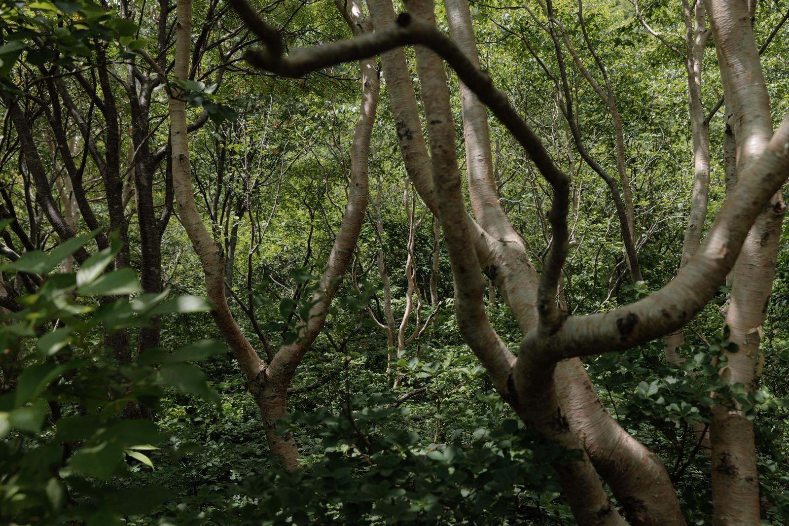 「猪苗代登山口から見る磐梯山の生い茂る木々」の写真