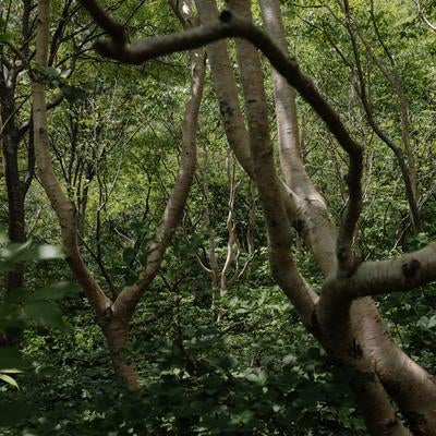猪苗代登山口から見る磐梯山の生い茂る木々の写真