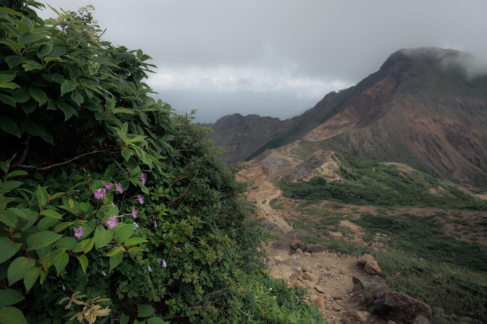 「登山道のタカネナデシコと磐梯山」の写真