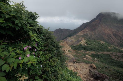 登山道のタカネナデシコと磐梯山の写真