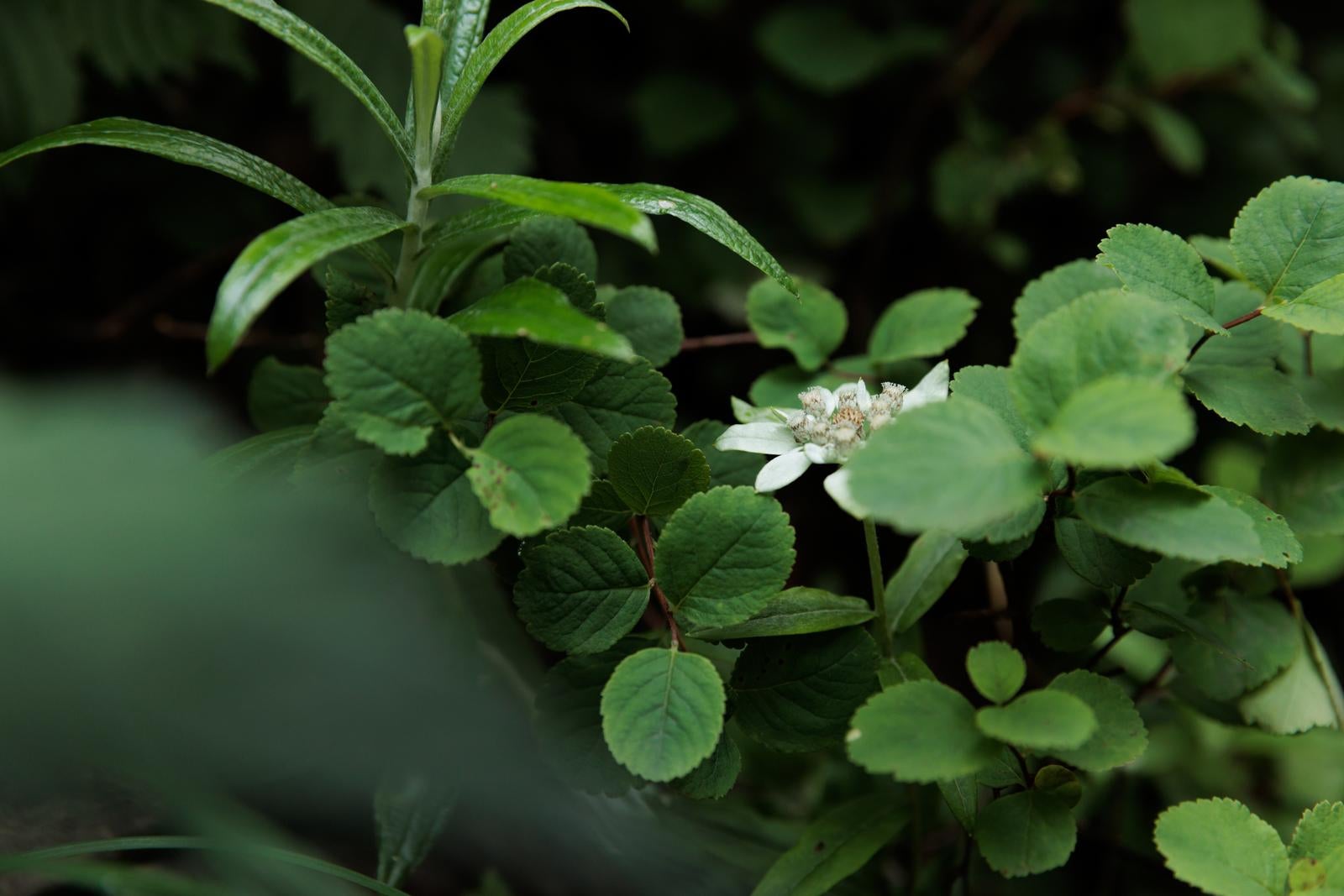 「磐梯山のウスユキソウと高山植物の静寂な美」の写真