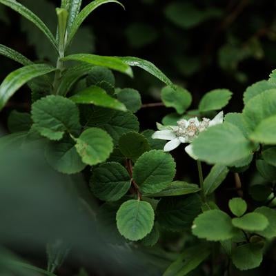 磐梯山のウスユキソウと高山植物の静寂な美の写真