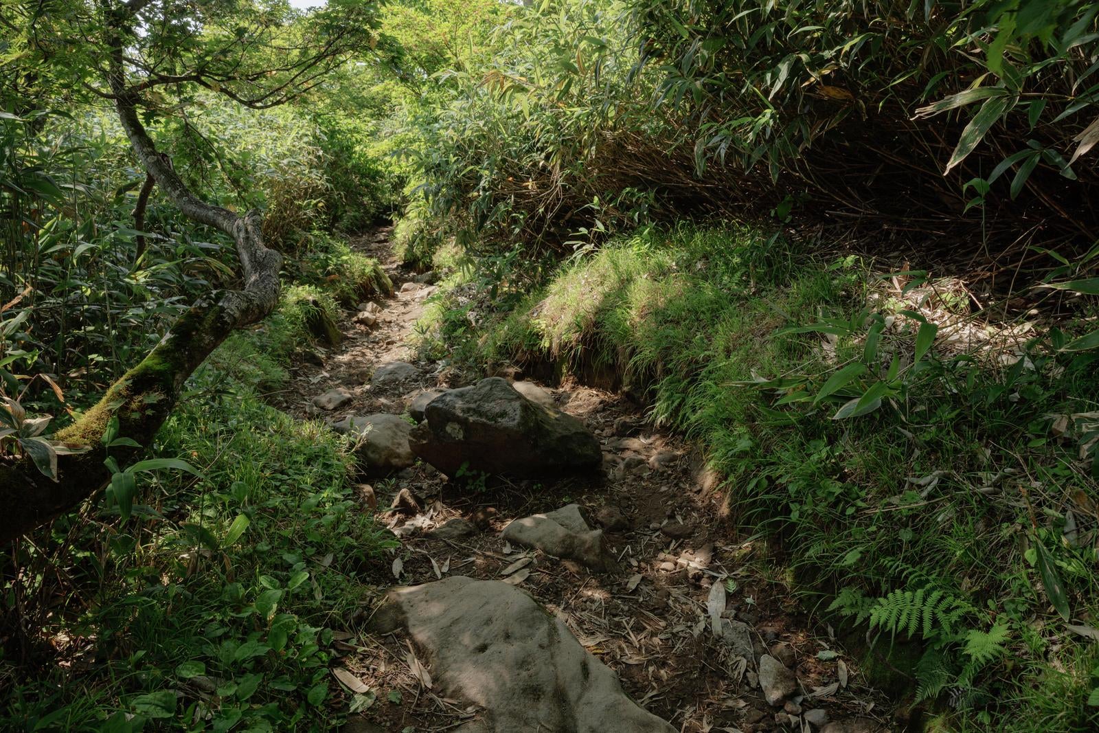 「磐梯山八方台登山口からの足跡」の写真