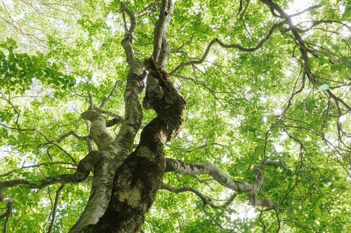 八方台登山道の空を這う木々の枝の写真