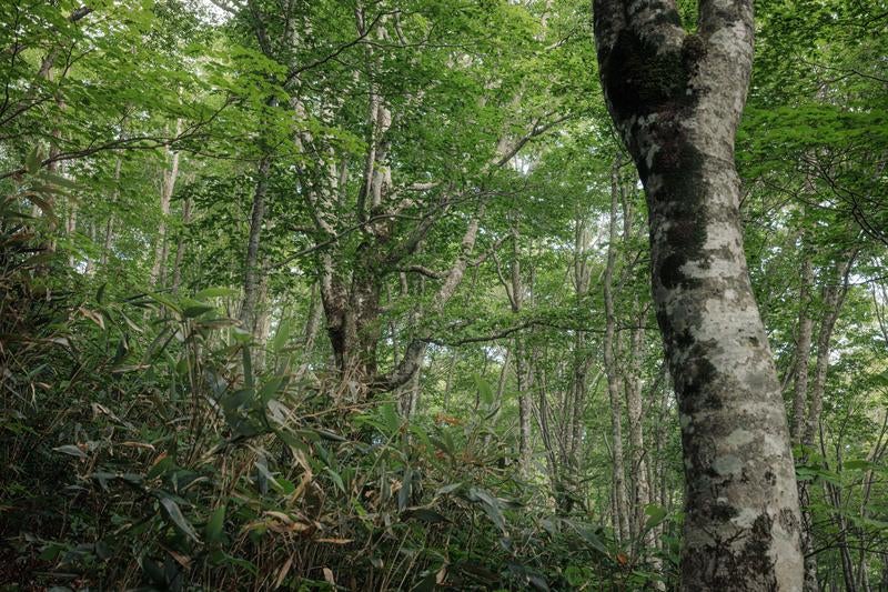 磐梯山八方台登山口、薄明の中の木々が織りなす景色の写真