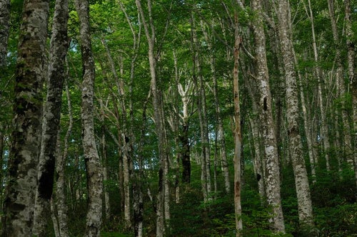 八方台登山口で感じる磐梯山の薄明と木々の間の静けさの写真