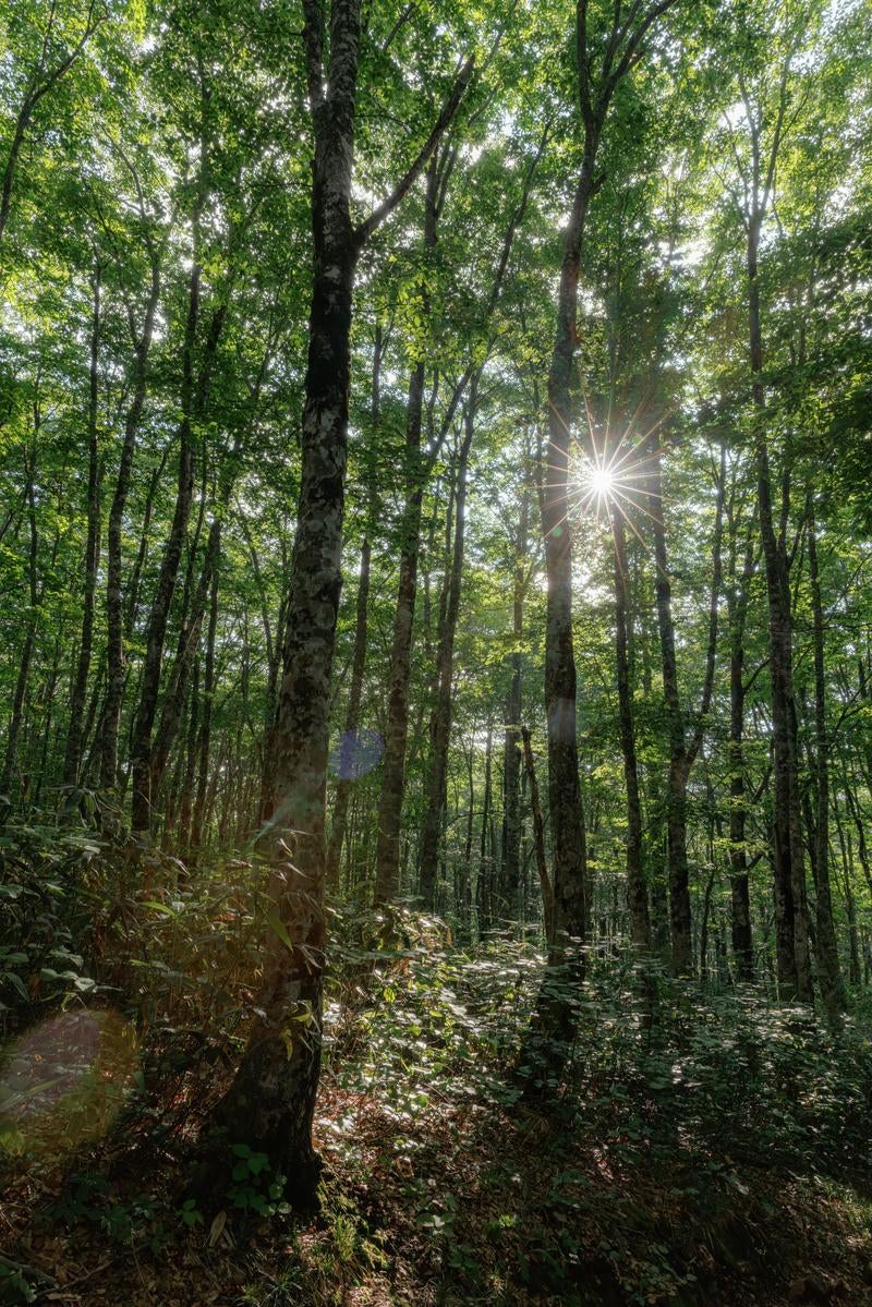 「磐梯山の早朝、八方台登山口の木々と光芒」の写真