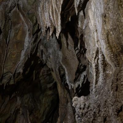 照明によるあぶくま洞の鍾乳石の演出の写真