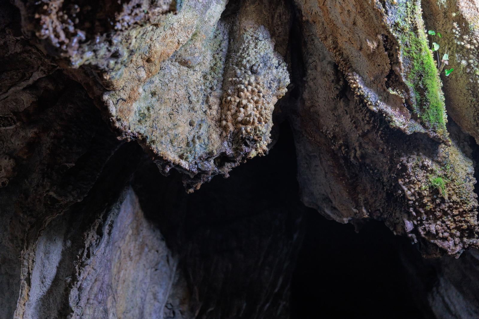 「入水鍾乳洞の洞内天井」の写真