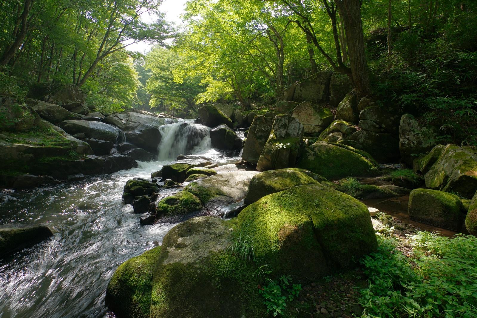 「山鶏滝での静寂と苔むす岩場と渓流の木漏れ日」の写真