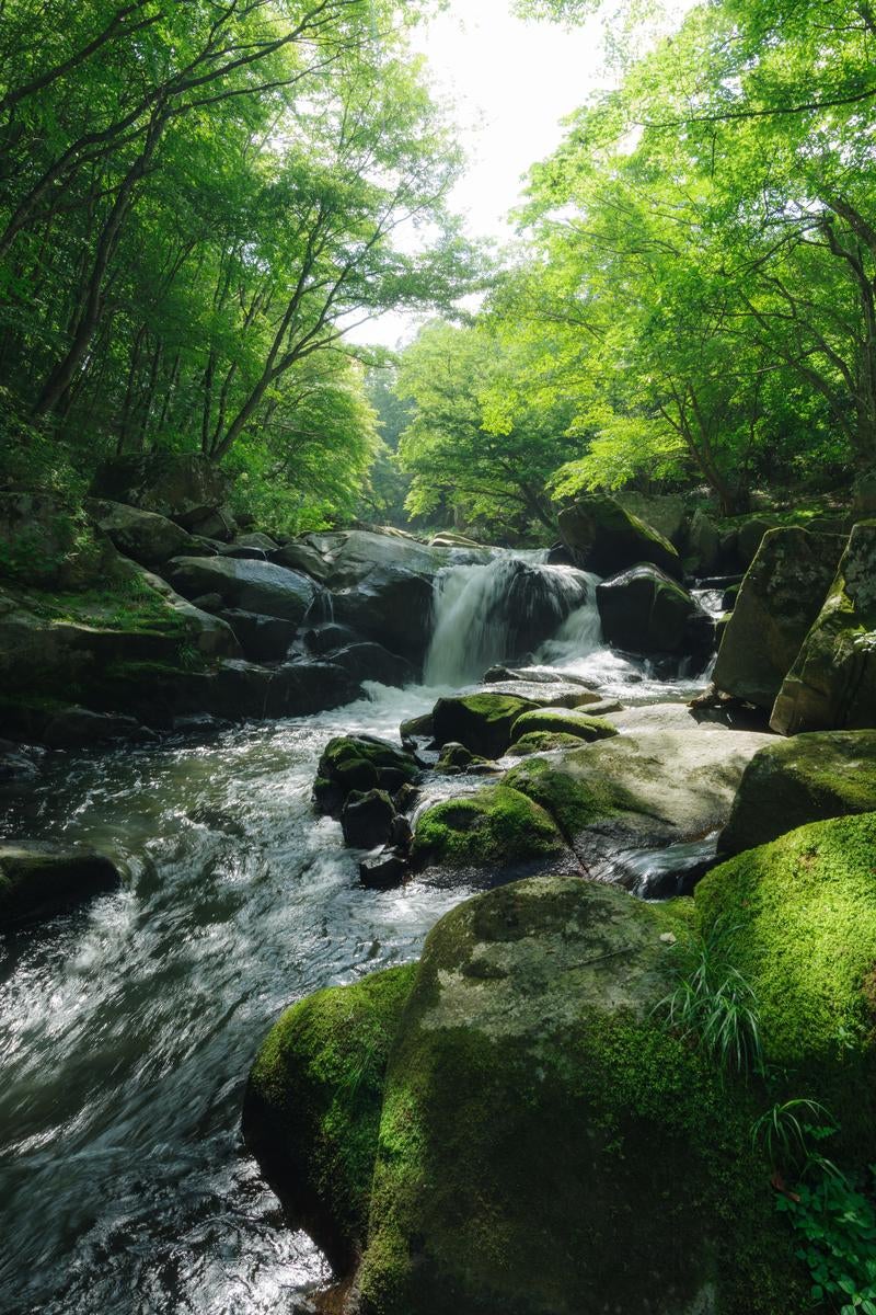 「山鶏滝と渓流の木漏れ日の魅力」の写真