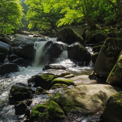 山鶏滝の岩場と渓流の木漏れ日の調和の写真