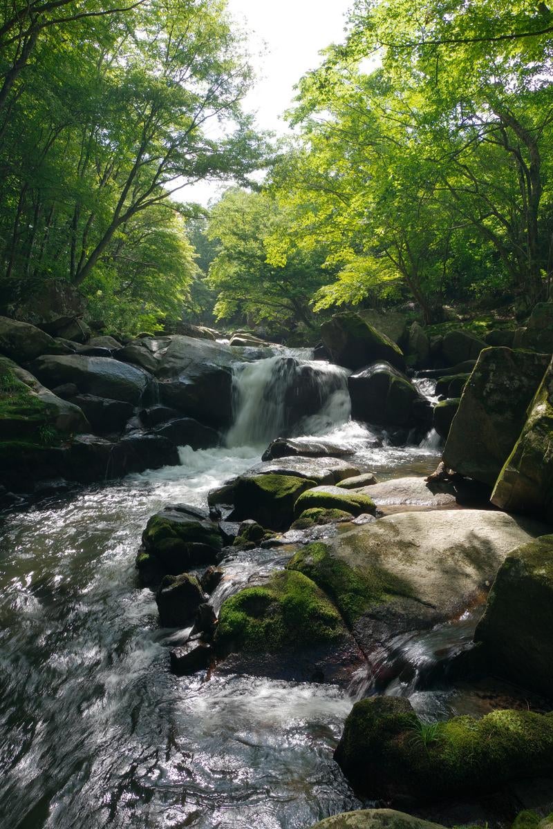 「山鶏滝の渓流と木漏れ日と岩場の静けさ」の写真