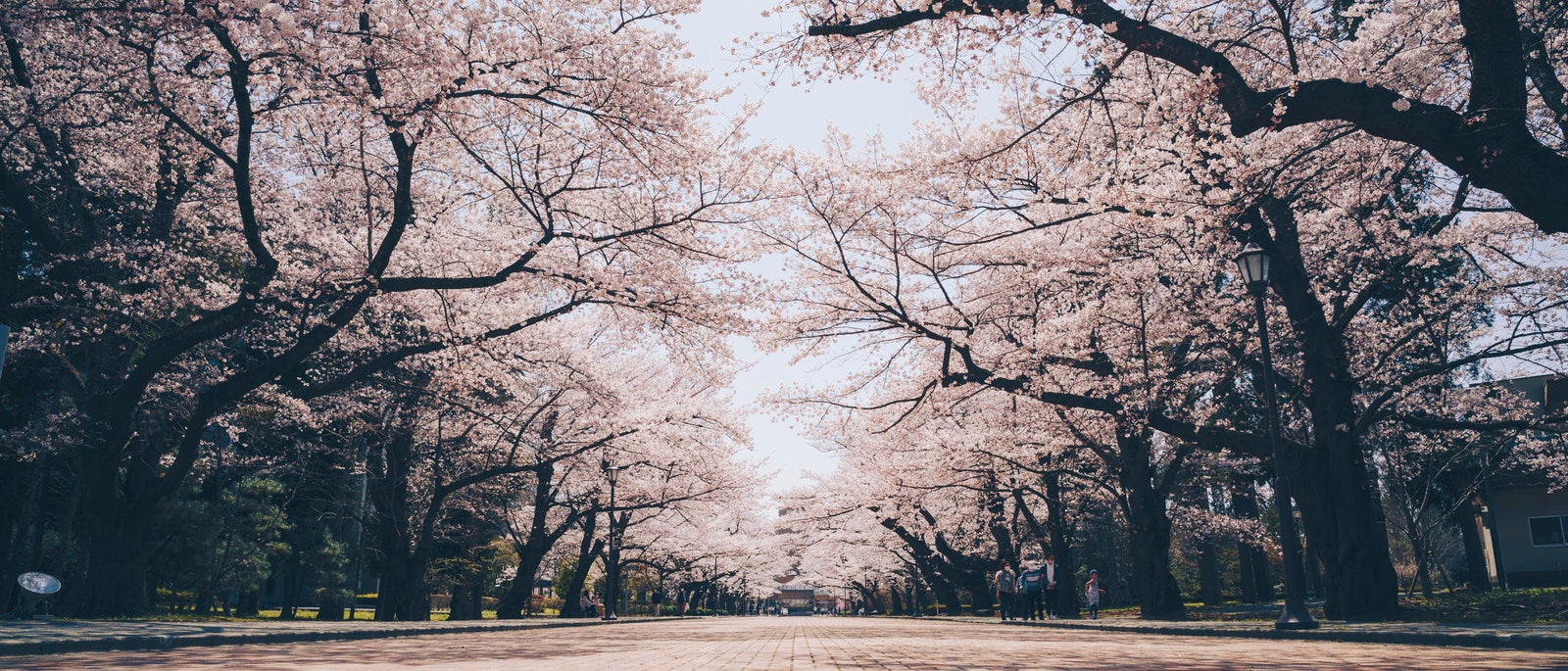 「日本大学工学部の桜並木」の写真
