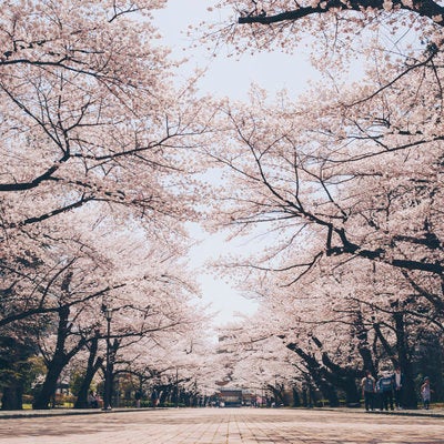 日本大学工学部の桜並木の写真