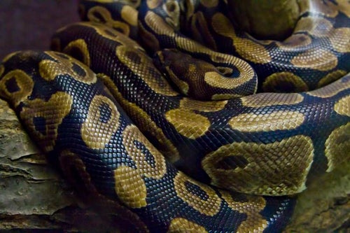 ボールニシキヘビの写真