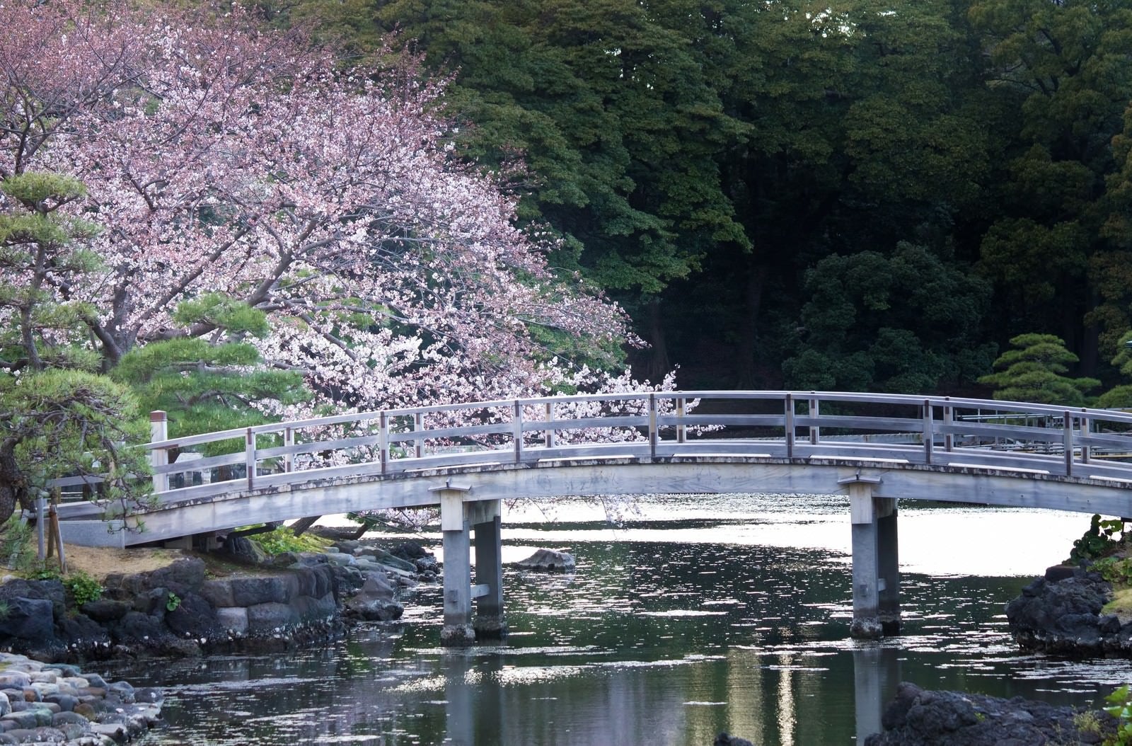 「浜離宮の桜」の写真