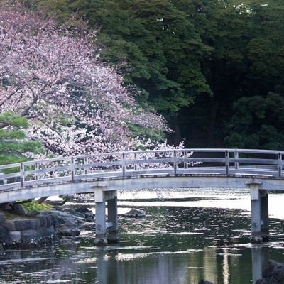浜離宮の桜の写真
