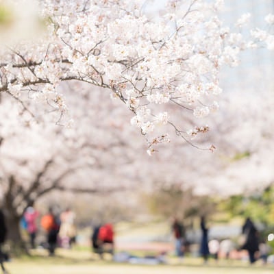桜の下でお花見の写真