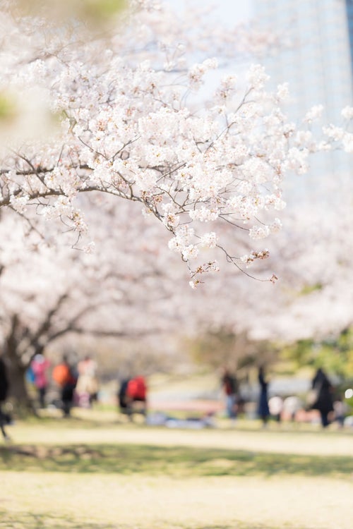 桜の下でお花見の写真
