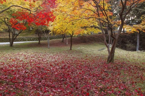 赤く黄葉した木々と落ち葉の写真