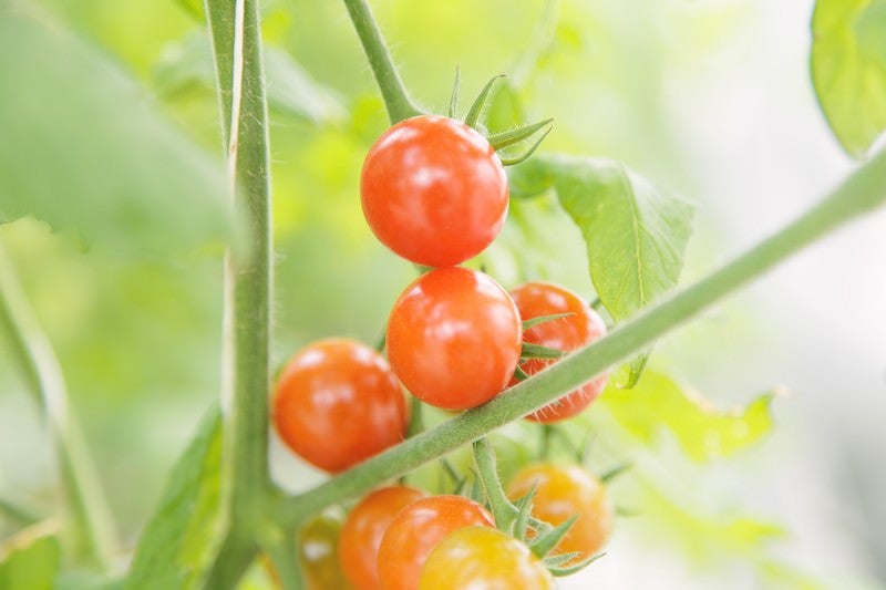 収穫前のミニトマトの写真