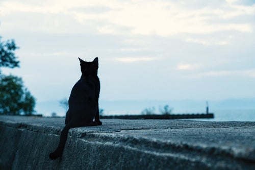 埠頭から海を見る黒猫の写真