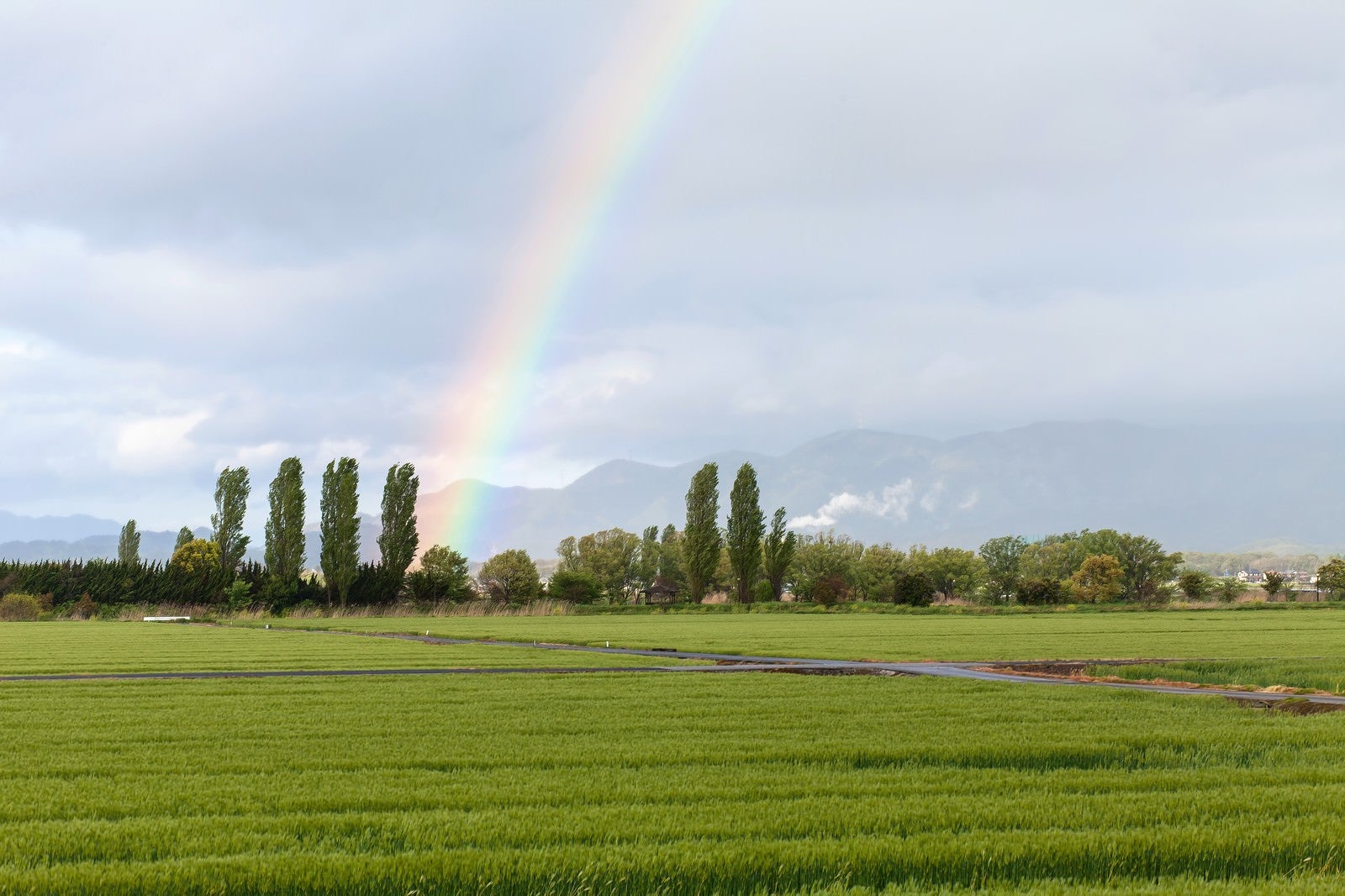 「田んぼからの虹 | フリー素材のぱくたそ」の写真